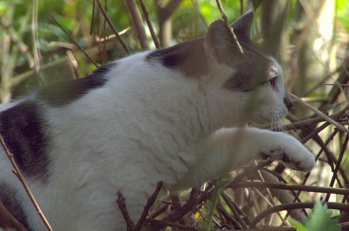 Cat hunting along stream