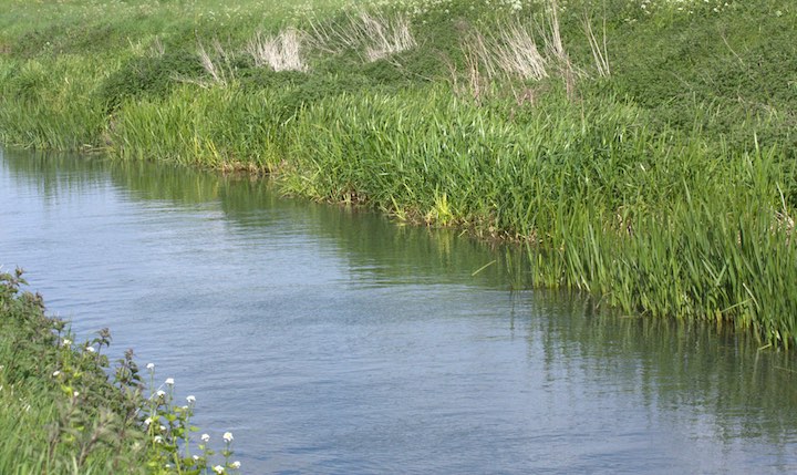 Ideal water vole habitat