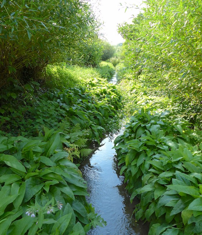 Ideal water vole habitat 