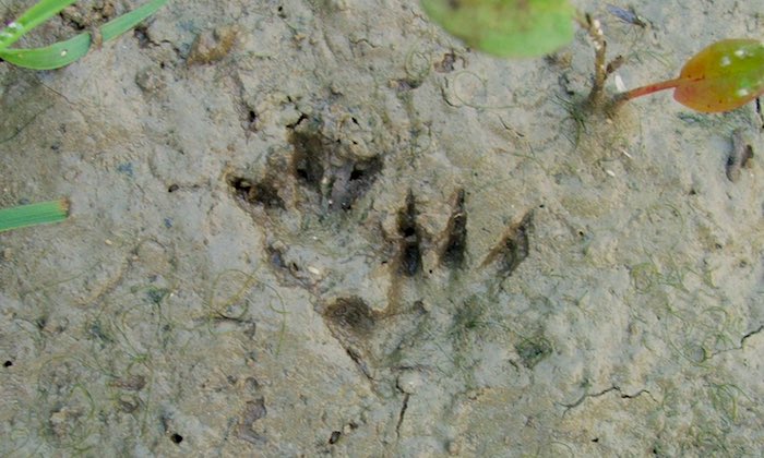 Water vole footprints