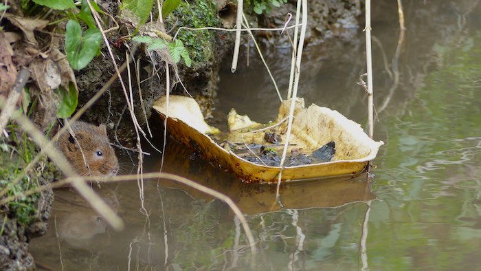 Litter and water vole