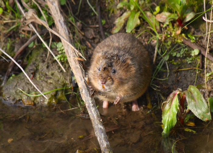 Water vole