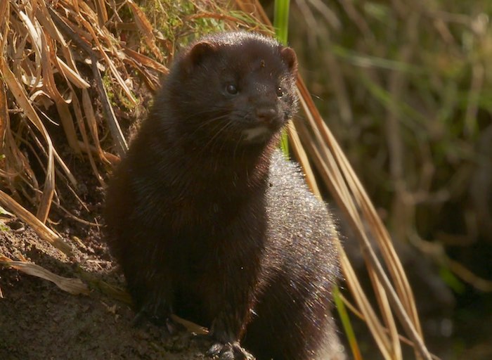 American mink