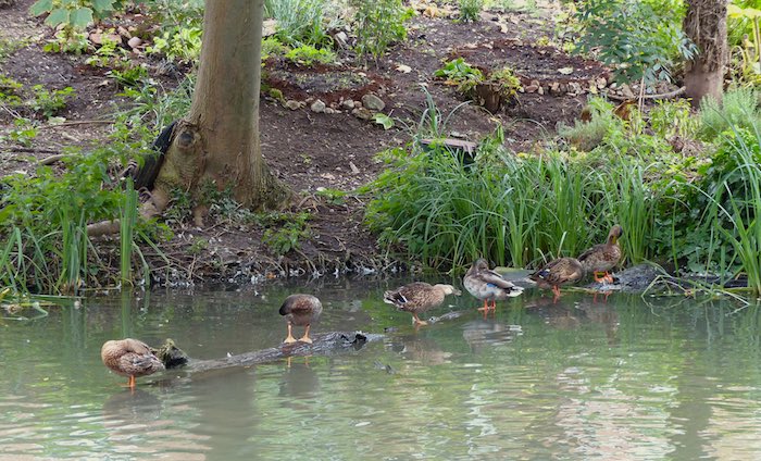 Gardened stream bank