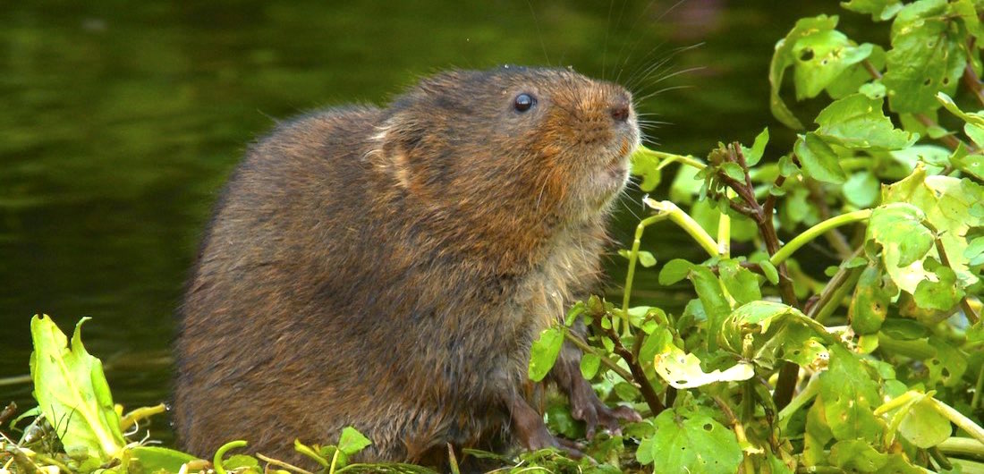 Quick Guide to Water Voles