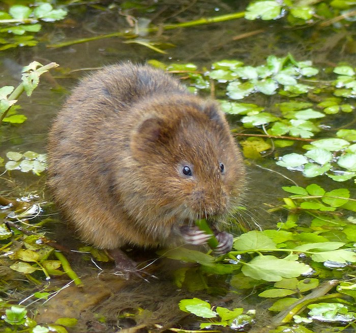 water vole feeding