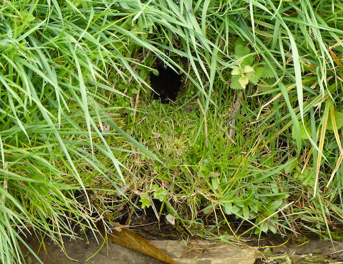 water vole burrow