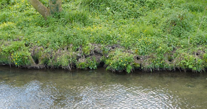 water vole burrows