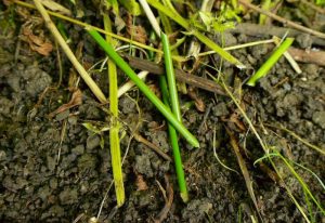 Field Signs and Surveying - Water Vole