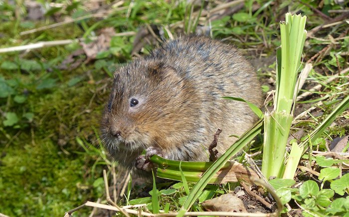 water vole listening