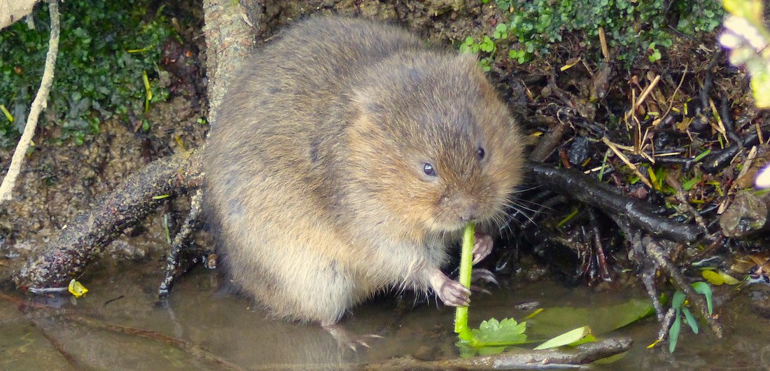 The Water Vole Year