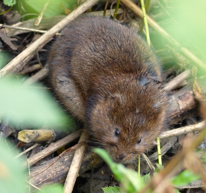 HISTORY – Water Vole