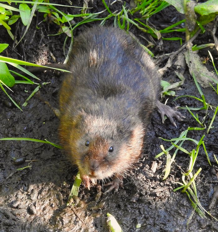 water vole