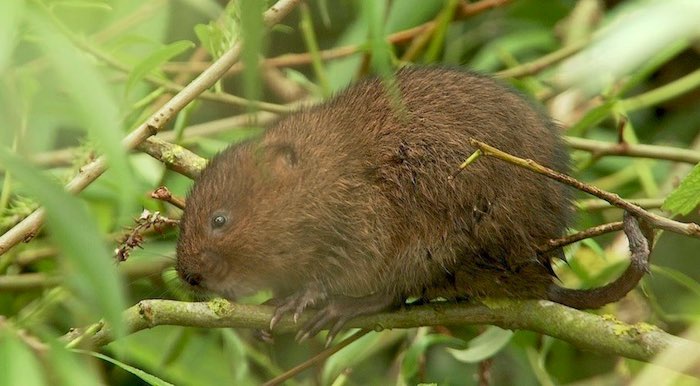 water vole up tree