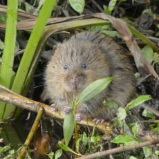 A Clarion Call from Water Vole Kin for New Homes in Caring Neighbourhoods