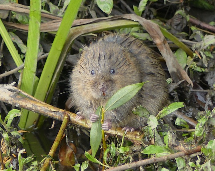 water vole