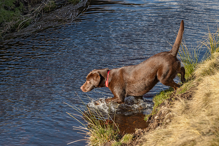 dog entering stream