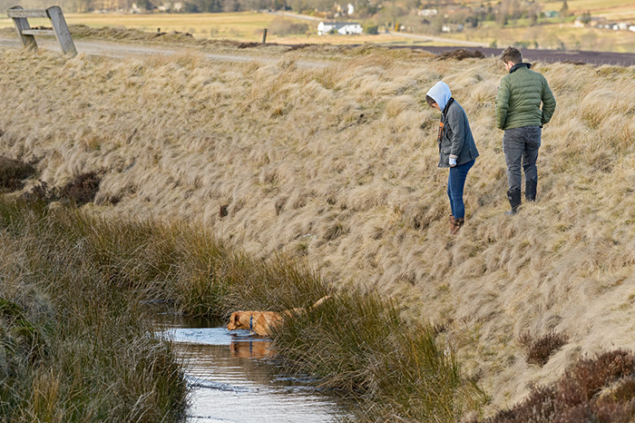 People and dogs disturb stream