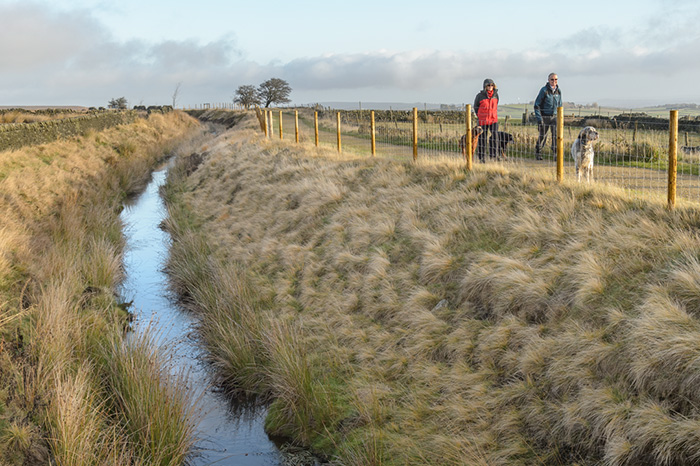 water vole habitat fenced off