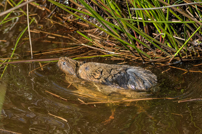 water voles  mating