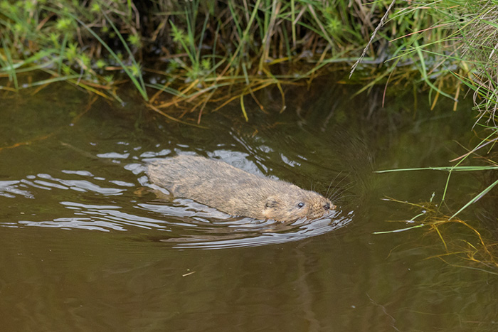 water vole