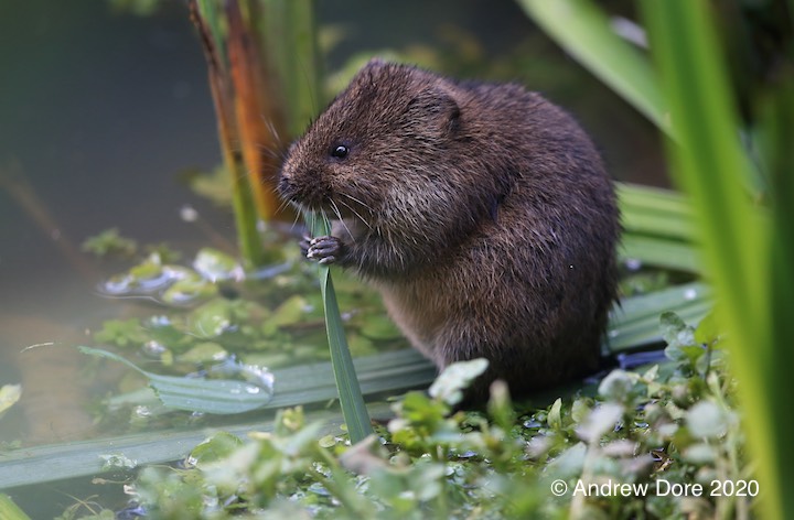 dark water vole